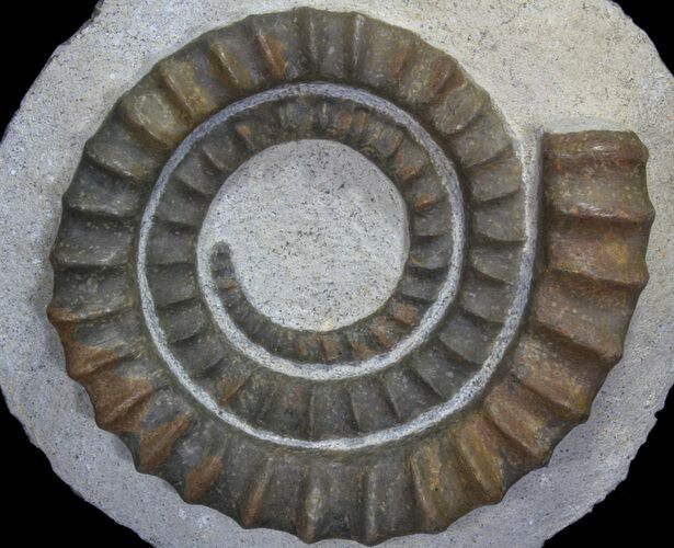 Devonian Ammonite (Anetoceras) - Morocco #64448